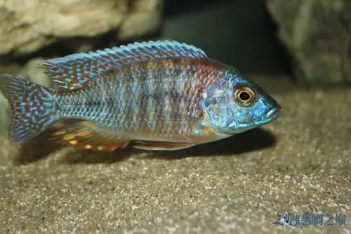 【名鱼有主2】红肚蓝天使 - 三湖慈鲷玩家 - 龙巅三湖慈鲷