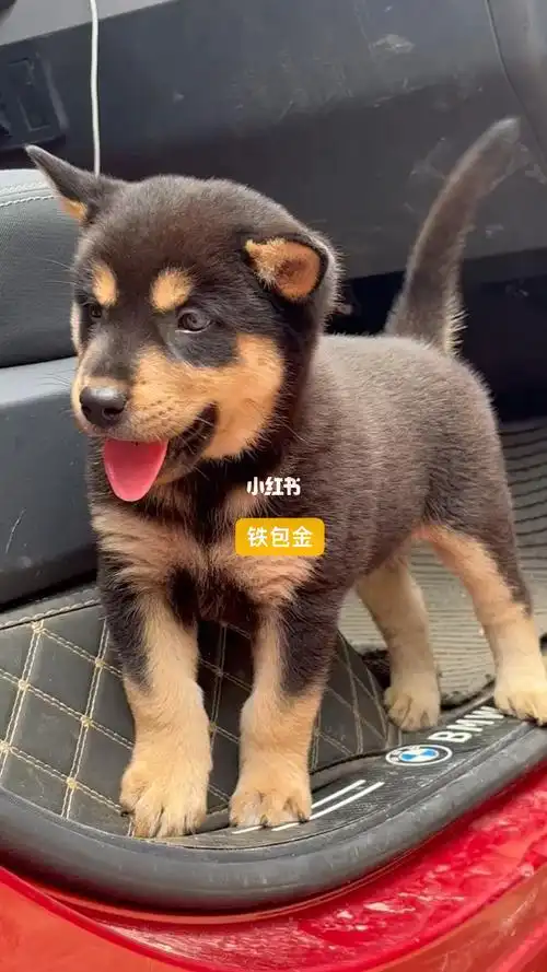 田园犬四眼铁包金土狗一样很漂亮