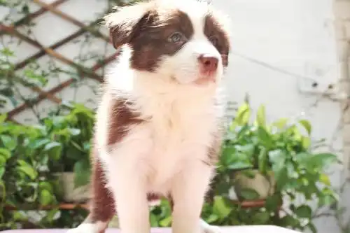 坐标杭州 家养双血统纯种边牧找主人