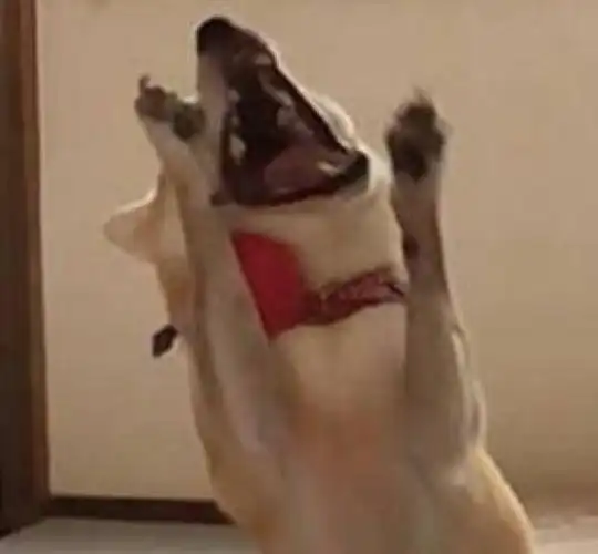 汪星人嘶吼汪星人嘶吼表情