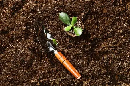 工作在花园里,种植的植物.土顶视图照片