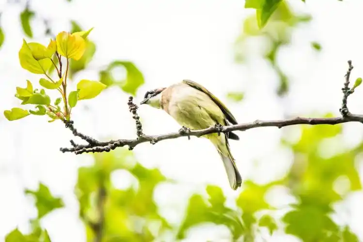 叫声婉转的白头鹎