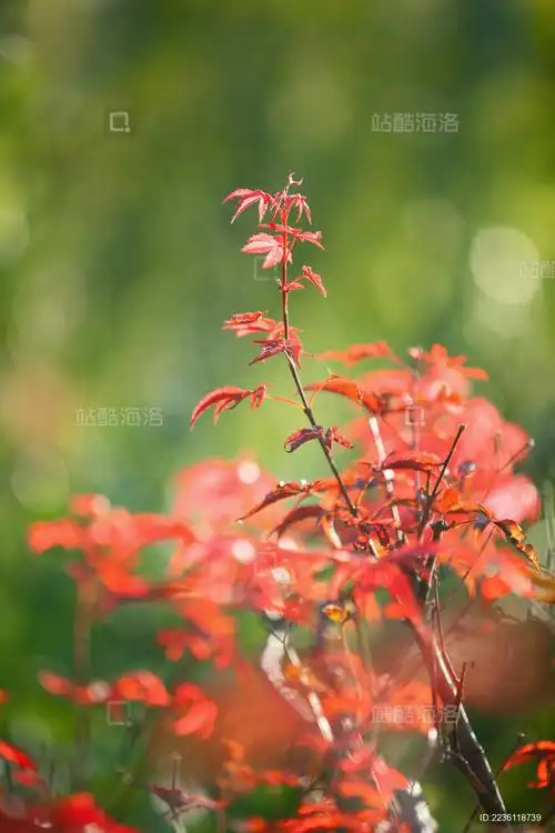 红色枫树枫叶树枝嫩芽