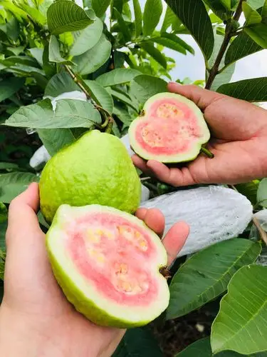 直采 广西红心芭乐5/8斤装 番石榴 新鲜水果 一件代发