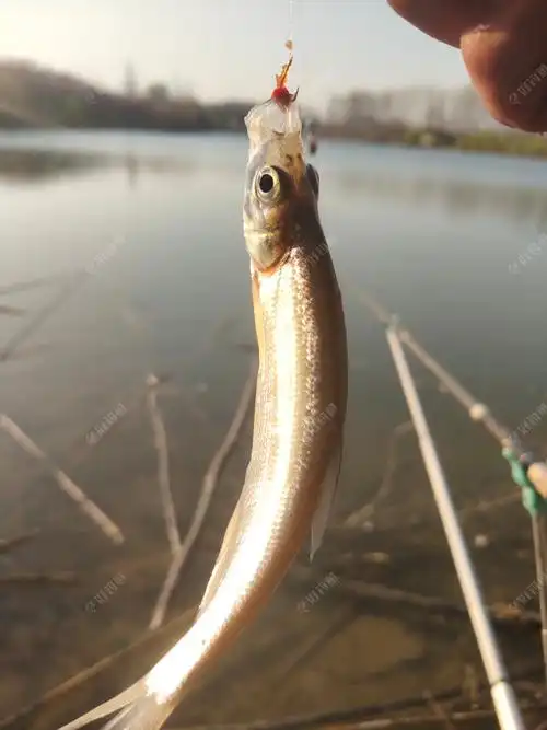 我用蓝鲫上的小翘嘴