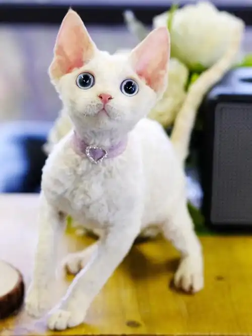 灵气十足蓝眼睛德文卷毛猫不掉毛哟