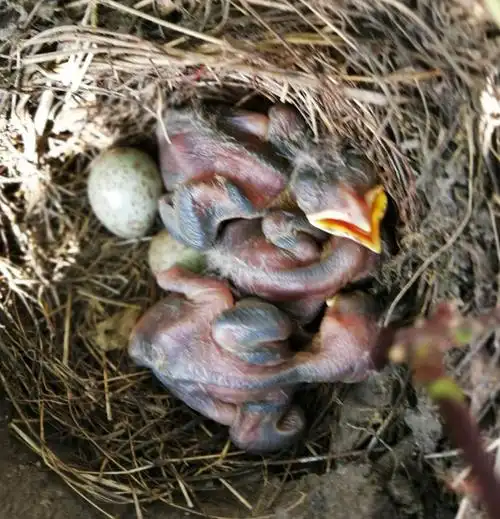 2018鸟儿孵巢记实