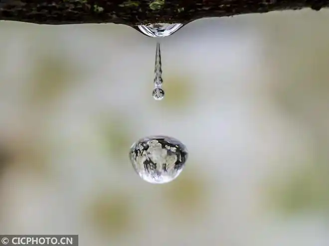 3月11日,在浙江省景宁畲族自治县澄照乡金丘村李园,一滴水珠映照出