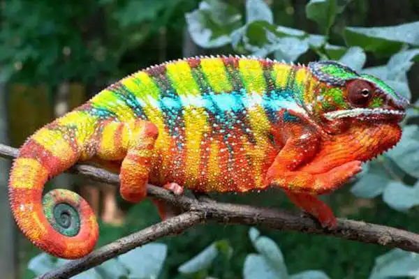 常见的饲养变色龙品种