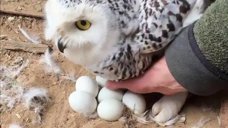 猫头鹰下了几个蛋,主人非要碰一下,结果气得猫头鹰扭头就走