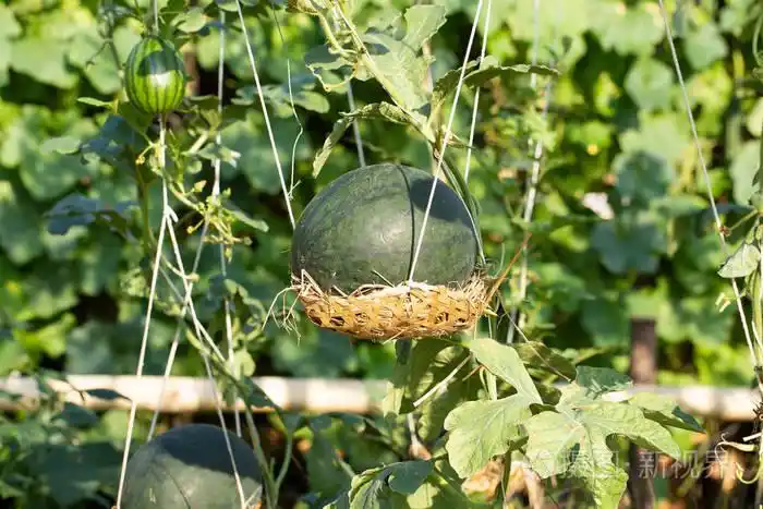 绿色的西瓜挂在花园里的藤蔓上.