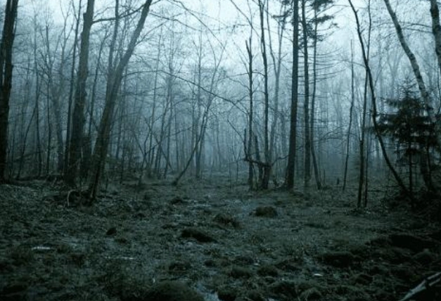 4片森林,你认为哪一片最恐怖?测出你近期要小心什么!