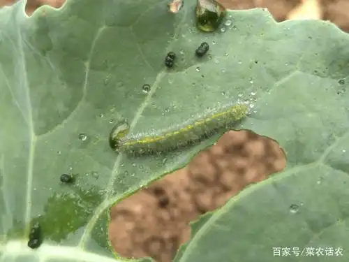 花椰菜菜青虫的识别