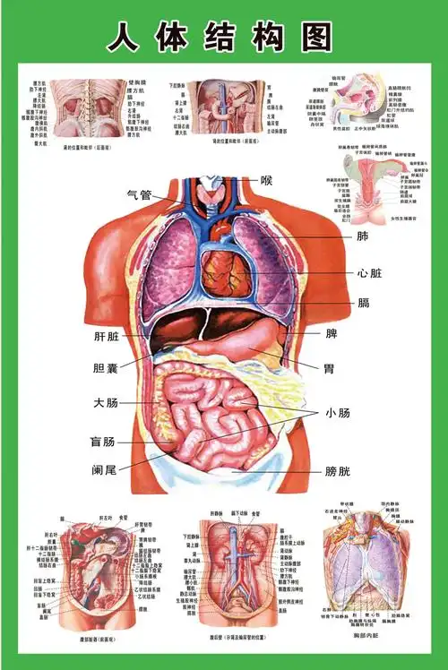 人体内脏解剖示意图全身器官分布图医院心脏解剖挂图医学海报神经示意