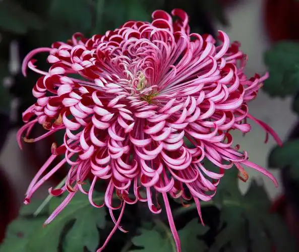 八十种美丽的菊花 - 美篇