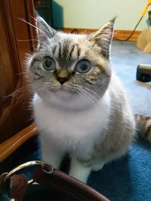 一脸惊讶的喵星人,这眼神很到位!