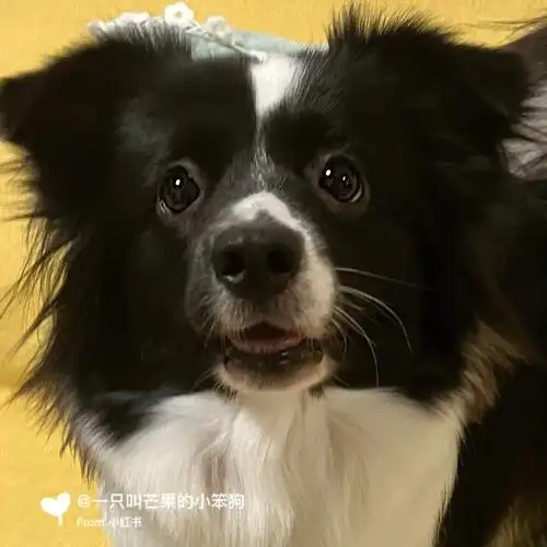 他就是想吃你手里的冰淇淋而已#边牧  # #le 62a#小狗狗能有什么坏