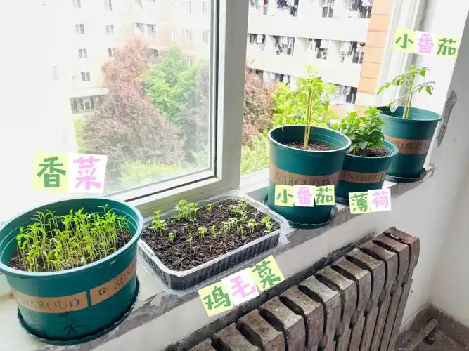 宿舍阳台种菜日记–430