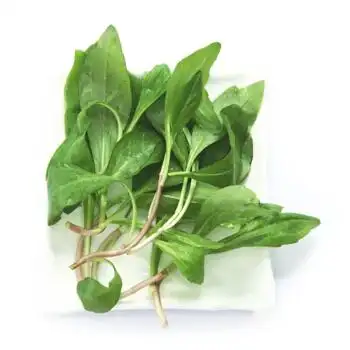 浙江野生马兰头现摘新鲜蔬菜 1kg