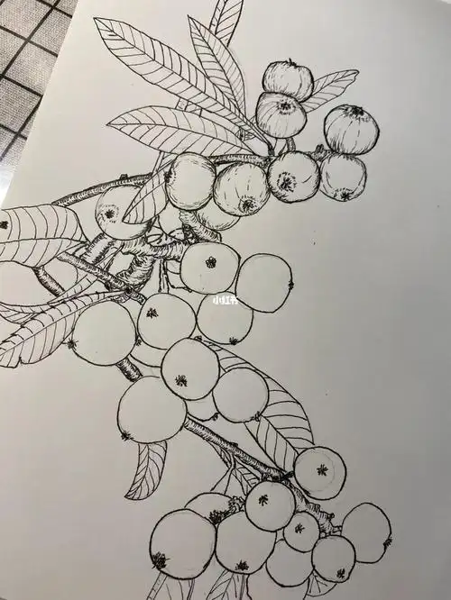 第一次画枇杷,不是很像,多画几次会好点#做自己喜欢的事情  #疫情下的