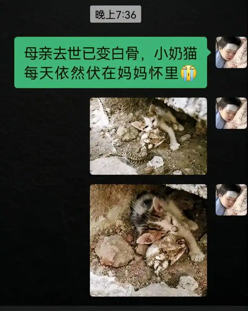 母亲去世已变白骨,小奶猫每天依然伏在妈妈怀里#刘大壮新歌一个 - 抖