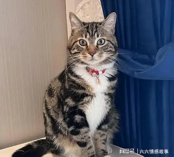 在国内弃养率高的狸花猫为什么却深受外国人喜欢