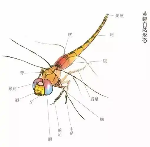 蜻蜓的工笔及写意画法,太全面了!
