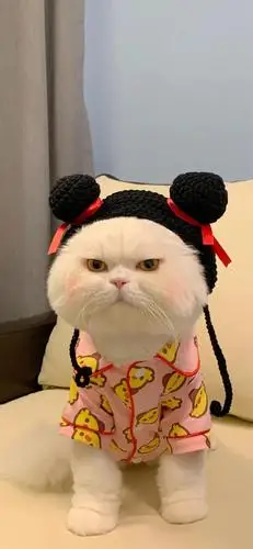 超级好看的腮红猫球球子壁纸!