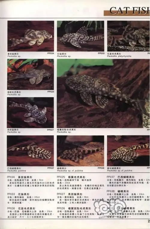 底栖观赏鱼 【异型】异形全接触7! 0人已赞 举报 快给朋友分享吧!