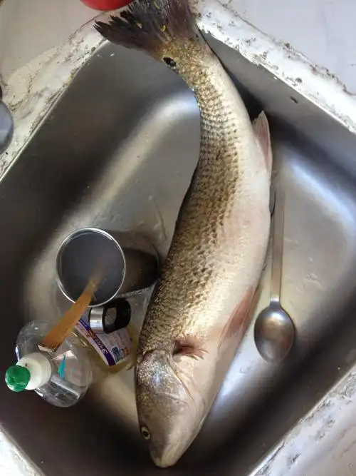 将军澳有好多鱼钓(两星期的钓获)