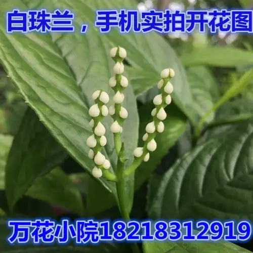 室内盆栽花卉 珠兰花 金粟兰 鱼子兰 鸡爪兰花淡香清雅幽香 - 偶遇鞋