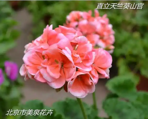 进口天竺葵山宫直立品种大山宫勤花四季花卉盆栽花美观花带花带苞