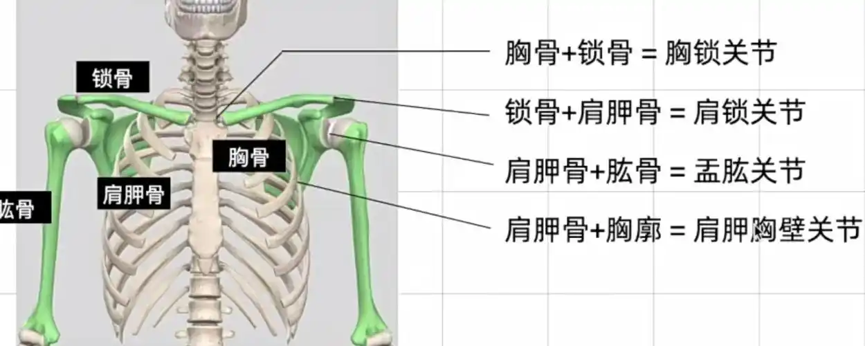 肩关节运动方式图解