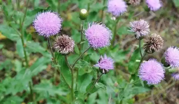 有不同的叫法像是我的家乡就这么叫其它的地方还有七七牙,扎喇菜,刺芥