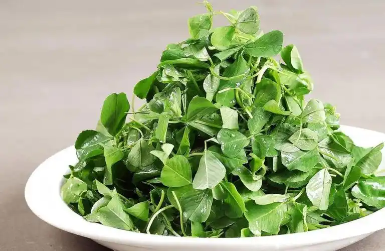 苜蓿这个文绉绉的名字不太好念,但说"草头""秧草"大家就明白了.