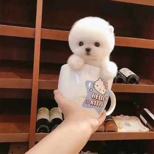 白色博美纯种茶杯幼犬活物宠物狗俊介小型犬长宠物训练