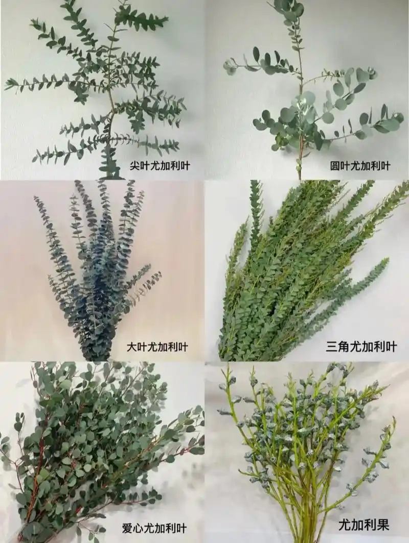 每日一花  尤加利叶的花语是:恩赐 几款生活中常见的尤加利 - 抖音