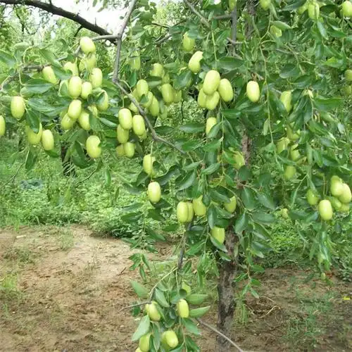 苗木供应 果树苗 嫁接苗          泰安市兴红
