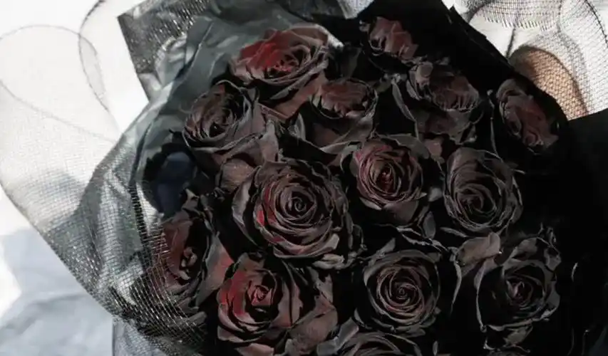 植物35亿年的历史,却没有进化出一朵完全黑色的花,为什么?