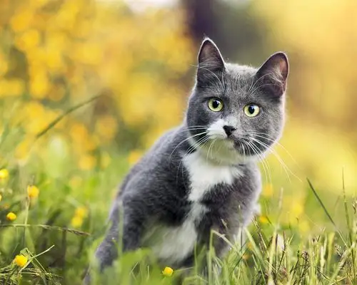 草地上的灰猫看着你 壁纸 - 1280x1024