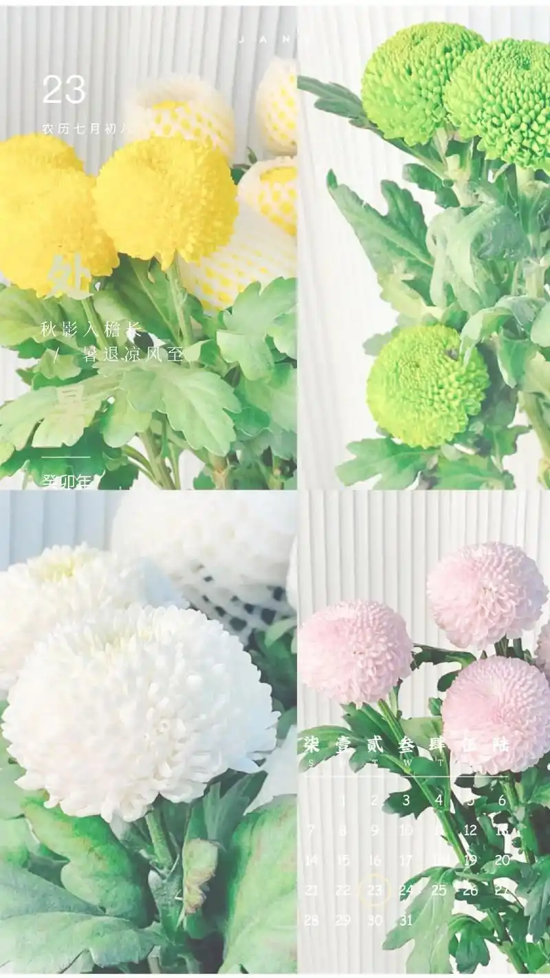 乒乓菊的花语是圆满98可以搭配玫瑰送给恋人,代表 - 抖音
