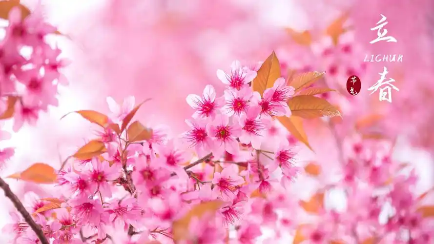 2021立春节气唯美樱花配图