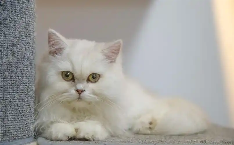 波斯猫 金吉拉(金吉拉是什么品种)