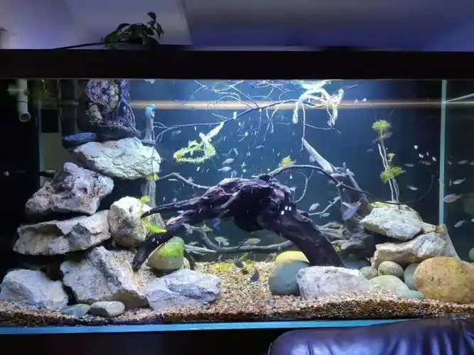 成都开180*80*80原生缸 - 原生态造景 - cta南美水族 - powered by