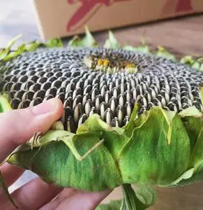 生向日葵瓜子籽