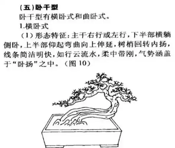 盆景造型基础知识图解卧干型盆景制作一看就会