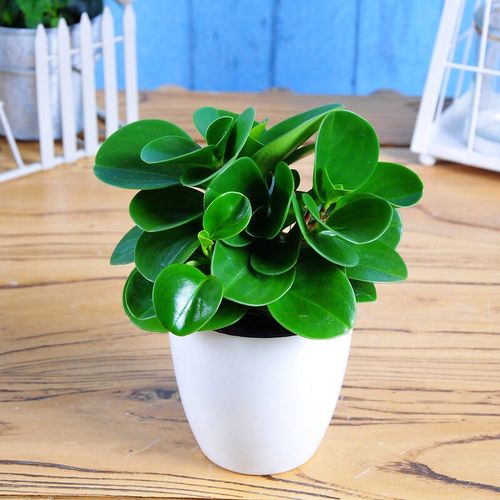 圆叶椒草_花叶椒草_乳纹椒草_白斑椒草植物百科图片_培育种植_饲养