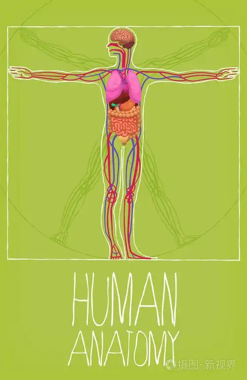 人体器官插画-正版商用图片11irui-摄图新视界