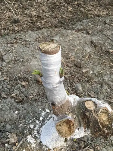 长果桑嵌芽接技术