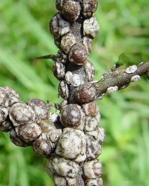 龟蜡蚧日本龟蜡蚧,属同翅目蜡蚧科蜡蚧属的一种昆虫.